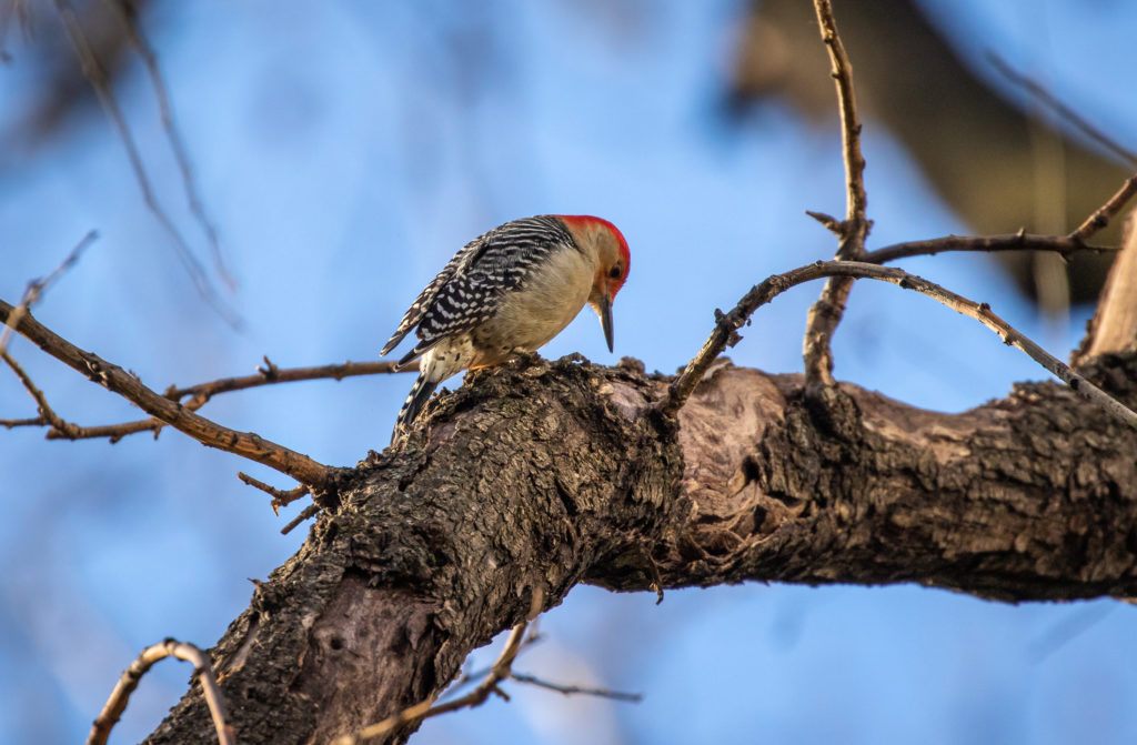 Red-bellied woodpecker by Richard Davis