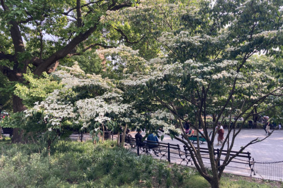 landscaped park forest layers - canopy trees, small trees, herbaceous perennials