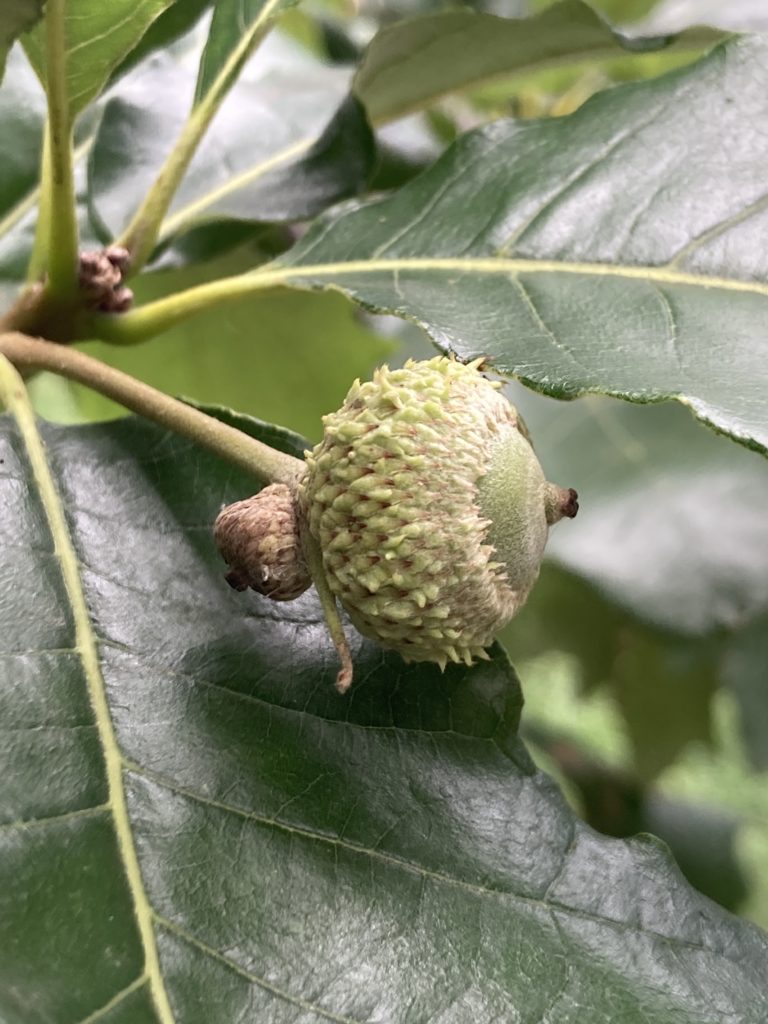 acorn of swamp white oak