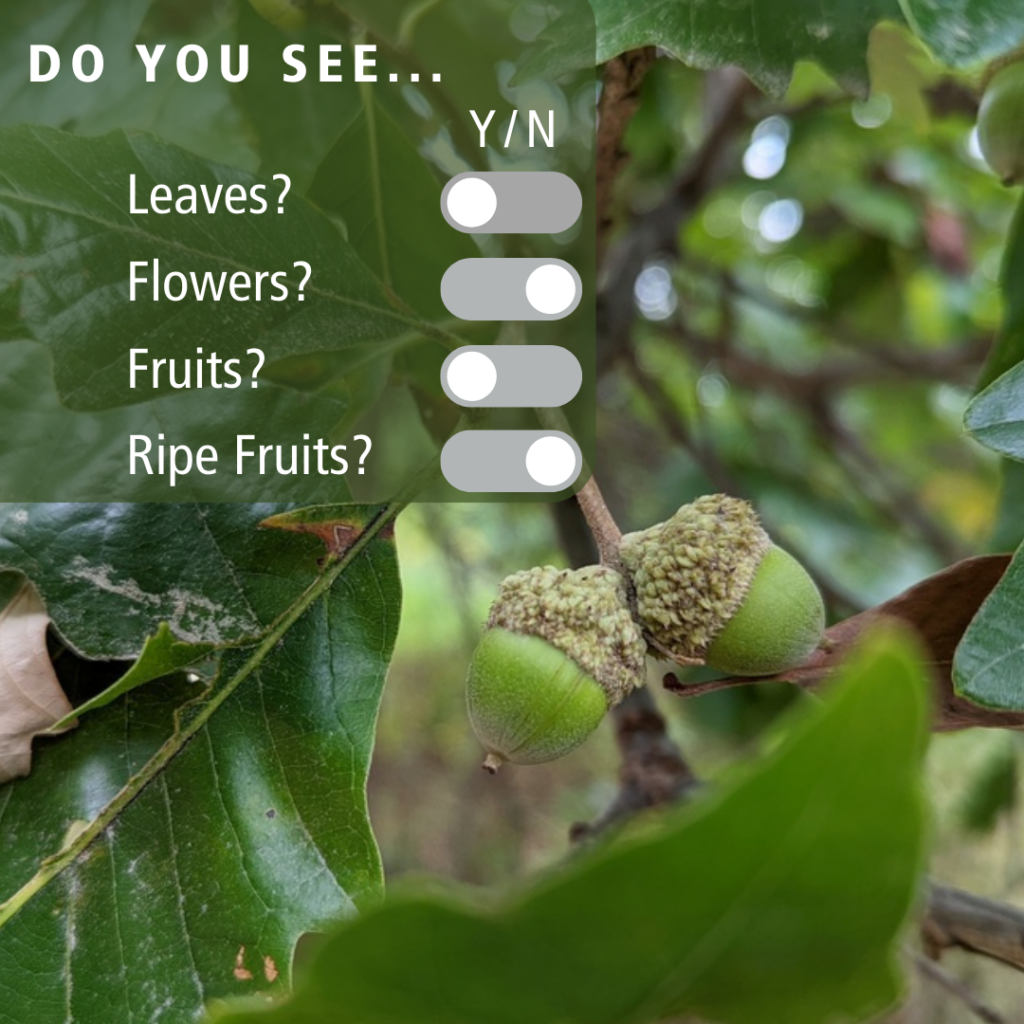 of Swamp White Oak acorns with overlay text
DO YOU SEE...
Leaves?
Flowers?
Fruits?
Ripe Fruits