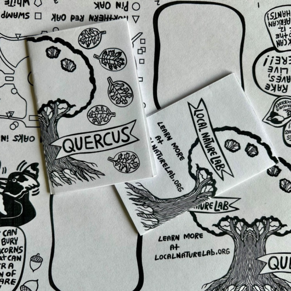 Closed and open copies of QUERCUS Zine, a guide to the oak trees of Washington Square Park. 