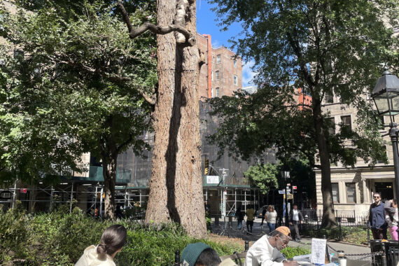 Three people seated at benches, drawing the English Elm in Washington Square Park.