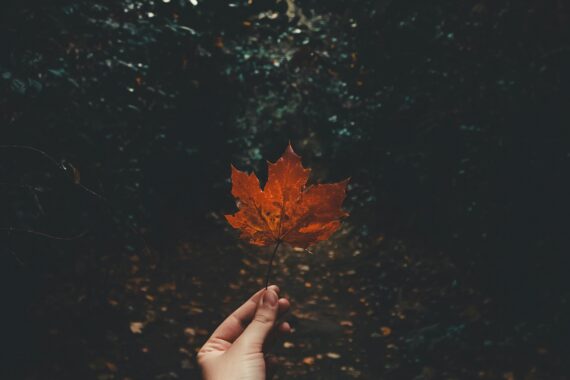 a person with pale skin holding a colored maple leaf in their left hand against a background of dark green leaved plants. Photo by Ave Calvar Martinez: https://www.pexels.com/photo/person-holding-brown-leaf-3220230/