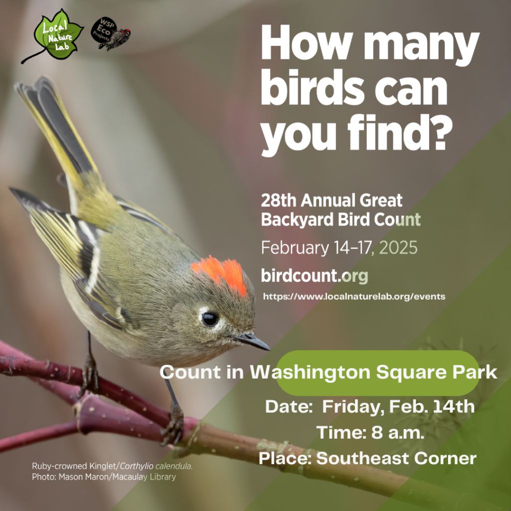 Great Backyard Bird Count 2025 poster featuring a Ruby-crowned Kinglet perched on twig, tail up and crown flashing. Details to join a count in Washington Square Park on Friday, February 14th at 8 am in the southeast corner of the park.