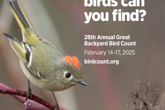 Great Backyard Bird Count 2025 poster featuring a Ruby-crowned Kinglet perched on twig, tail up and crown flashing. Details to join a count in Washington Square Park on Friday, February 14th at 8 am in the southeast corner of the park.